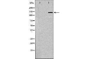 Western blot analysis of extracts of rat brain, using NTRK1 antibody. (TRKA 抗体  (C-Term))