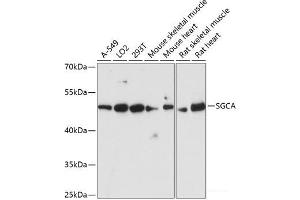 Western blot analysis of extracts of various cell lines using SGCA Polyclonal Antibody at dilution of 1:3000. (SGCA 抗体)