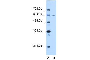 WB Suggested Anti-CEP55 Antibody Titration:  0. (CEP55 抗体  (N-Term))