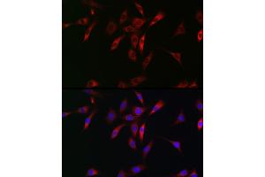 Immunofluorescence analysis of NIH/3T3 cells using NKIR Rabbit pAb (ABIN7268903) at dilution of 1:100 (40x lens). (NKIRAS1 抗体  (AA 118-192))