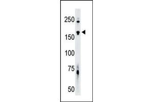 Image no. 1 for anti-TRAF2 and NCK Interacting Kinase (TNIK) (N-Term) antibody (ABIN360387) (TNIK 抗体  (N-Term))