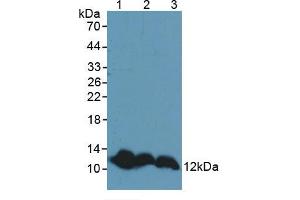 Figure 2. (TXN 抗体  (AA 1-105))