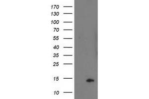 Image no. 3 for anti-Polymerase (RNA) II (DNA Directed) Polypeptide J2 (POLR2J2) antibody (ABIN1500337) (POLR2J2 抗体)