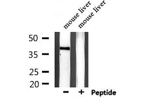 Western blot analysis of extracts from mouse liver, using GPR139 Antibody. (GPR139 抗体  (Internal Region))