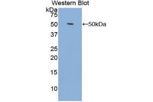 Western blot analysis of the recombinant protein. (FGF1 抗体  (AA 1-155))