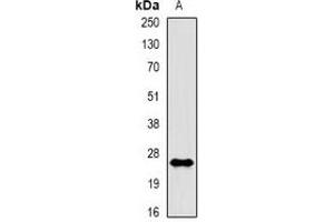 Western blot analysis of Rac 1 (pS71) expression in A431 EGF-treated (A) whole cell lysates. (RAC1 抗体  (pSer71))