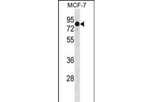GATAD2A Antibody (N-term) (ABIN1881364 and ABIN2839088) western blot analysis in Hela cell line lysates (35 μg/lane). (GATAD2A 抗体  (N-Term))