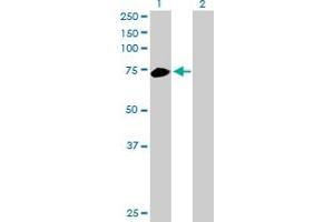 Western Blot analysis of RHOT2 expression in transfected 293T cell line by RHOT2 MaxPab polyclonal antibody. (RHOT2 抗体  (AA 1-618))