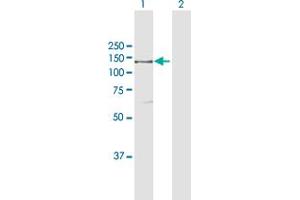 Western Blot analysis of IARS expression in transfected 293T cell line by IARS MaxPab polyclonal antibody. (IARS 抗体  (AA 1-1055))