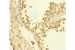 Immunohistochemistry of paraffin-embedded human testis tissue using ABIN7152325 at dilution of 1:100 (Exportin 6 抗体  (AA 290-530))
