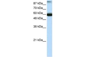 Western Blotting (WB) image for anti-General Transcription Factor IIIC, Polypeptide 5 (GTF3C5) antibody (ABIN2461229) (GTF3C5 抗体)