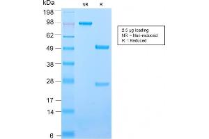 SDS-PAGE Analysis Purified CD50 Rabbit Recombinant Monoclonal Antibody (ICAM3/2873R). (Recombinant ICAM-3/CD50 抗体)