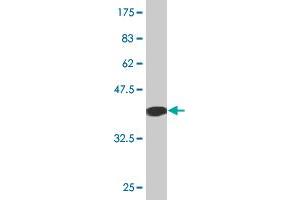 Western Blot detection against Immunogen (36. (EPOR 抗体  (AA 31-130))