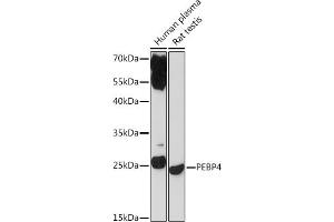 Western blot analysis of extracts of various cell lines, using PEBP4 Rabbit pAb (ABIN7269280) at 1:1000 dilution. (PEBP4 抗体)