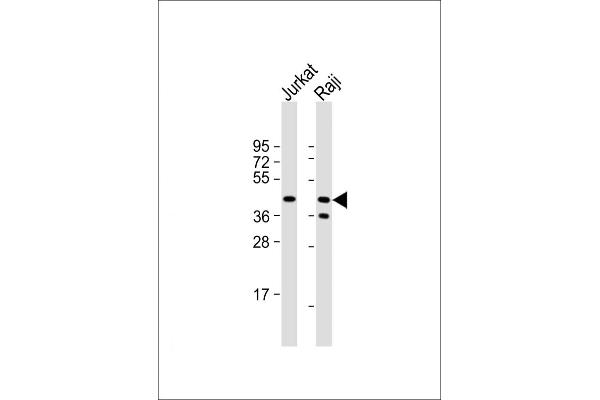 CD82 抗体  (C-Term)