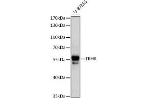 Western blot analysis of extracts of U-87MG cells, using TRHR antibody (ABIN7270827) at 1:1000 dilution. (TRHR 抗体  (AA 320-398))