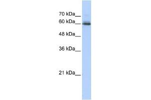 SEMA4F antibody used at 1 ug/ml to detect target protein. (SEMA4F 抗体  (N-Term))
