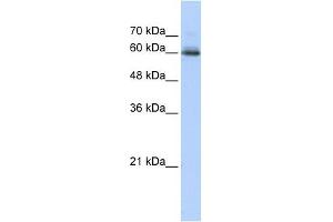 Western Blotting (WB) image for anti-Sema Domain, Immunoglobulin Domain (Ig), Transmembrane Domain (TM) and Short Cytoplasmic Domain, (Semaphorin) 4F (SEMA4F) (N-Term) antibody (ABIN635425)