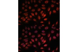 Immunofluorescence analysis of U-2 OS cells using RBM25 antibody (ABIN7270082) at dilution of 1:100. (RBM25 抗体  (AA 614-843))