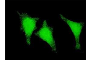 Immunofluorescence of monoclonal antibody to STAU1 on HeLa cell. (STAU1/Staufen 抗体  (AA 401-496))