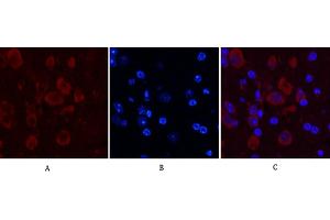 Immunofluorescence analysis of mouse brain tissue. (Caspase 9 抗体)
