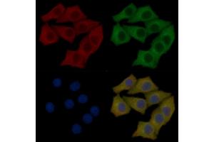 DPP2 Mouse Monoclonal Antibody staining Hela cells by IF/ICC.