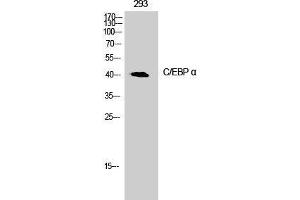 Western Blot analysis of 293T cells with CEBP alpha Polyclonal Antibody (CEBPA 抗体)