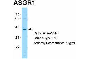 Western Blotting (WB) image for anti-Asialoglycoprotein Receptor 1 (ASGR1) (Middle Region) antibody (ABIN2778131)
