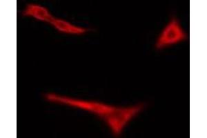 ABIN6275076 staining Hela cells by IF/ICC. (POLR3H 抗体  (C-Term))
