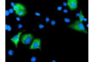 Anti-LEPRE1 mouse monoclonal antibody (ABIN2455943) immunofluorescent staining of COS7 cells transiently transfected by pCMV6-ENTRY LEPRE1 (RC222535). (LEPRE1 抗体)