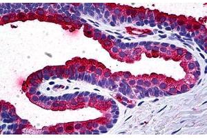 Human Prostate: Formalin-Fixed, Paraffin-Embedded (FFPE) (TIMP2 抗体  (AA 27-221))