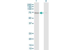 Western Blotting (WB) image for anti-Protein Kinase, AMP-Activated, alpha 2 Catalytic Subunit (PRKAA2) (AA 1-552) antibody (ABIN519167)