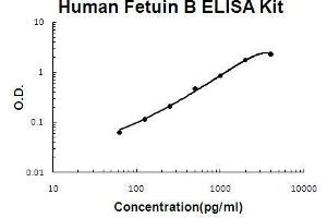 Human Fetuin B PicoKine ELISA Kit standard curve (FETUB ELISA 试剂盒)