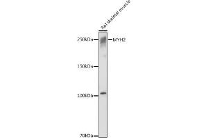 Western Blotting (WB) image for anti-Myosin Heavy Chain 2, Skeletal Muscle, Adult (MYH2) (AA 550-650) antibody (ABIN7268748)