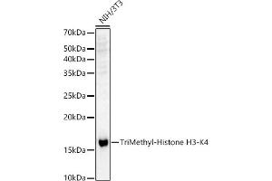 Western Blotting (WB) image for anti-Histone 3 (H3) (H3K4me3) antibody (ABIN3023254)
