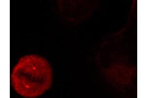 Immunofluorescence staining of methanol-fixed Hela cells showing centrosome and nuclear staining using Phospho-MAPK3-Y204 antibody.