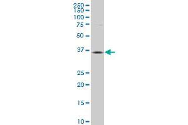 Cyclin-Dependent Kinase 15 (ALS2CR7) (AA 242-347) 抗体