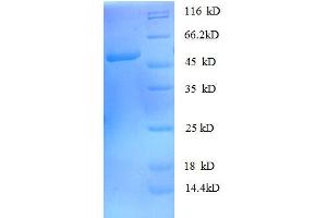 SDS-PAGE (SDS) image for rho GDP Dissociation Inhibitor (GDI) alpha (ARHGDIA) (AA 2-204), (full length) protein (GST tag) (ABIN7479202)