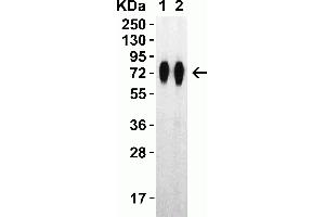 Western Blot Validation with SARS-CoV-2 (COVID-19) Spike RBD+SD1+SD2 Recombinant ProteinLoading: 30 ng per lane of SARS-CoV-2 (COVID-19) Spike RBD+SD1+SD2 recombinant protein, 10-305. (SARS-CoV-2 Spike 抗体  (RBD))