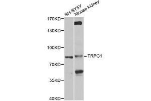 Western blot analysis of extracts of various cell lines, using TRPC1 antibody (ABIN6003660) at 1/1000 dilution. (TRPC1 抗体)