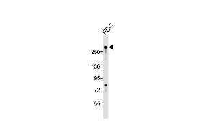 Anti-RLF Antibody (C-Term)at 1:2000 dilution + PC-3 whole cell lysates Lysates/proteins at 20 μg per lane. (RLF 抗体  (AA 1751-1785))