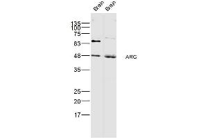 Lane 1: Rat brain Lane 2: mouse brain lysate probed with ARC Polyclonal Antibody, Unconjugated  at 1:300 dilution and 4˚C overnight incubation. (Arc 抗体  (AA 101-200))