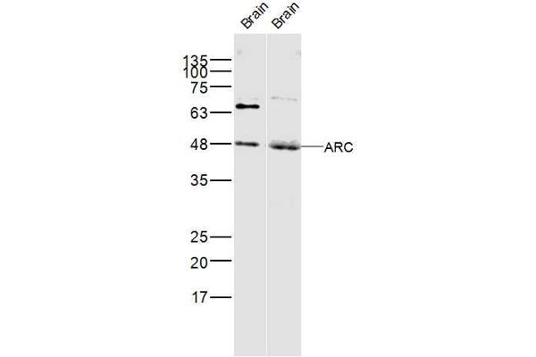 Arc 抗体  (AA 101-200)