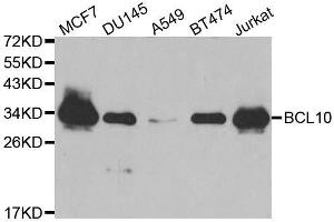 Western blot analysis of extracts of various cell lines, using BCL10 antibody. (BCL10 抗体  (AA 1-233))