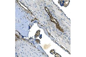 IHC analysis of GNG11 using anti-GNG11 antibody (ABIN7599533).