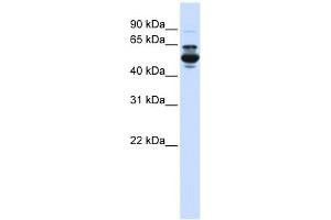 Western Blotting (WB) image for anti-Cytochrome P450, Family 3, Subfamily A, Polypeptide 4 (CYP3A4) (C-Term) antibody (ABIN635831)