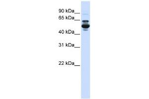 CYP3A43 antibody used at 1 ug/ml to detect target protein. (CYP3A4 抗体  (C-Term))
