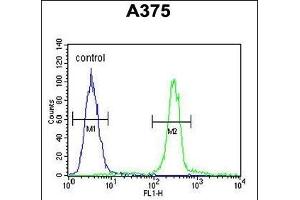 CTHRC1 Antibody (N-term) (ABIN652724 and ABIN2842480) flow cytometric analysis of  cells (right histogram) compared to a negative control cell (left histogram). (CTHRC1 抗体  (N-Term))