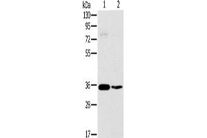 Western Blotting (WB) image for anti-OTU Domain, Ubiquitin Aldehyde Binding 1 (OTUB1) antibody (ABIN2423927) (OTUB1 抗体)