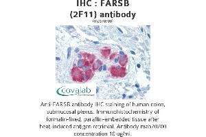 Image no. 1 for anti-Phenylalanyl-tRNA Synthetase, beta Subunit (FARSB) (AA 234-342) antibody (ABIN1723557) (FARSB 抗体  (AA 234-342))